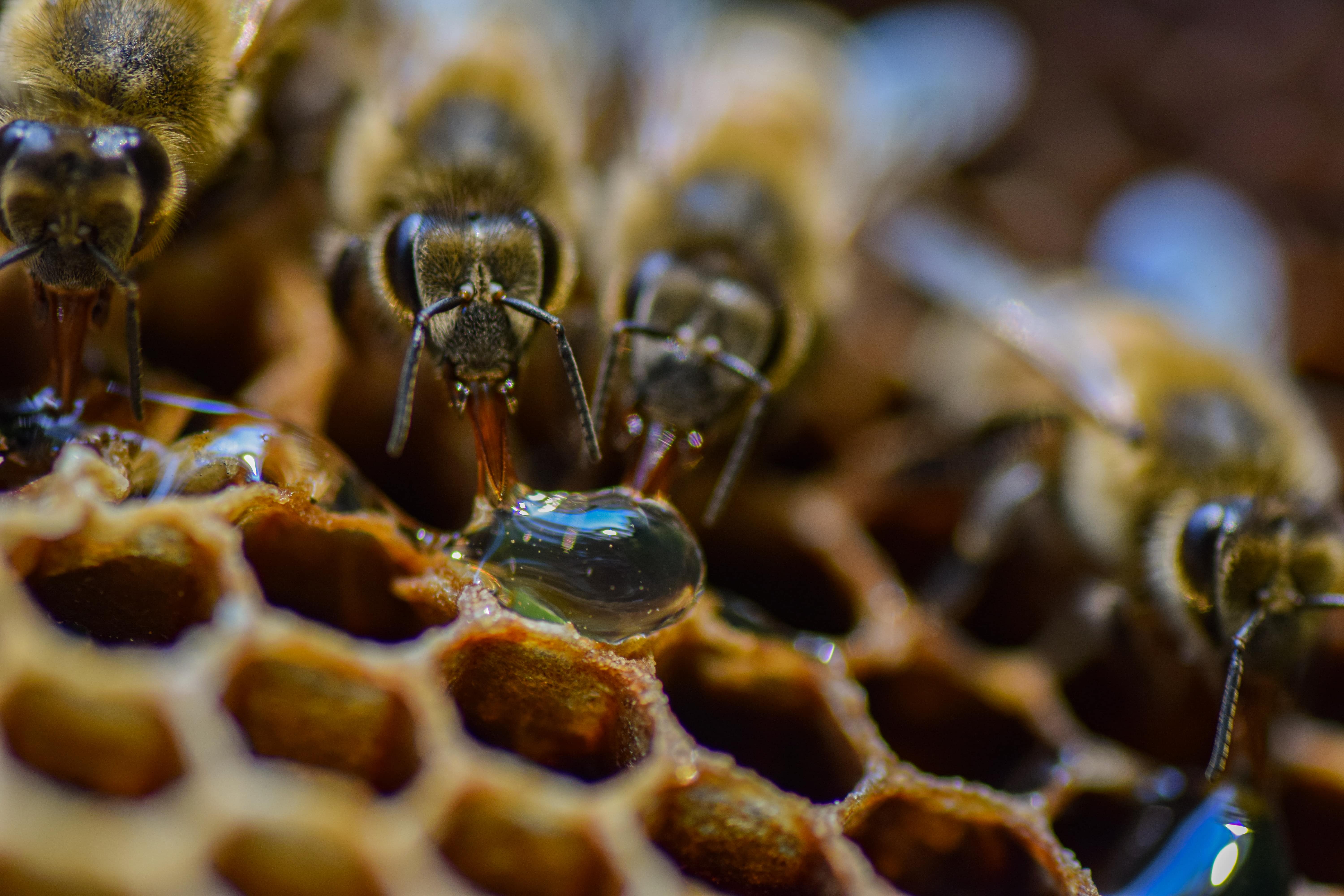 Bees